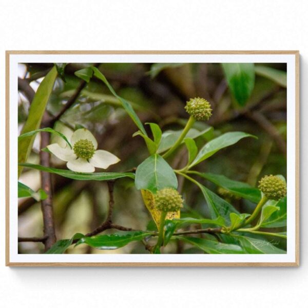 Mountain Lodge - Seed Pods- Matte Framed Print