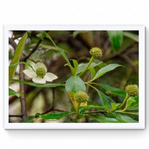 Mountain Lodge - Seed Pods- Matte Framed Print