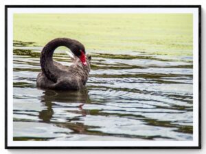 Black Swan -Matte Framed Print