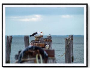 Pacific Gull - Point Lonsdale-Matte Framed Print-