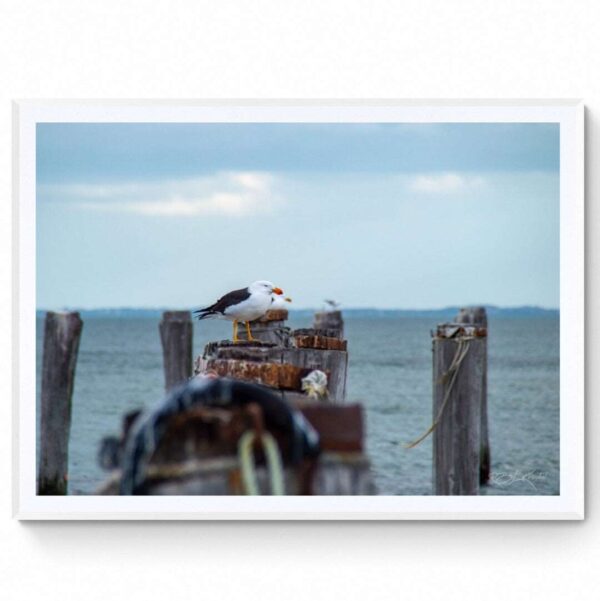 Pacific Gull - Point Lonsdale-Matte Framed Print-
