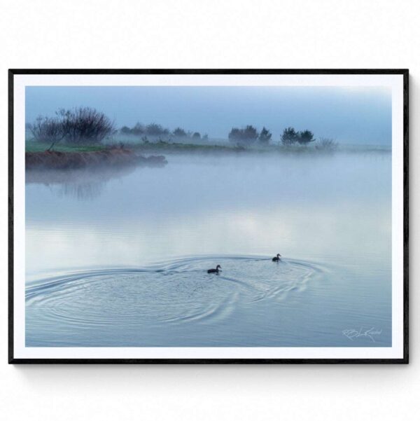 Ducks in the mist.- Matte Framed Print