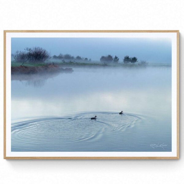 Ducks in the mist.- Matte Framed Print