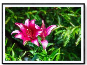 Mountain Lodge - Lilly (2)-Matte Framed Print