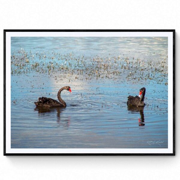 Black Swans - Matte Framed Print