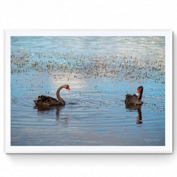 Black Swans - Matte Framed Print
