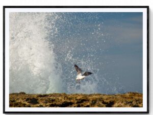 Sea Spray Seagull - Matte Framed Print