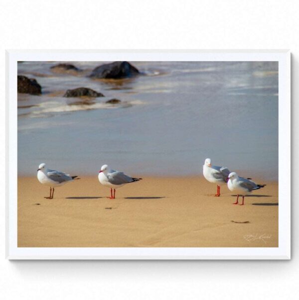 Seagulls - Matte Framed Print