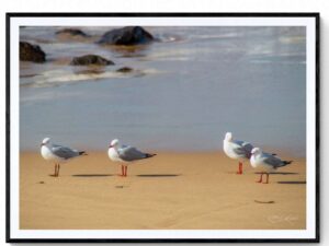 Seagulls - Matte Framed Print