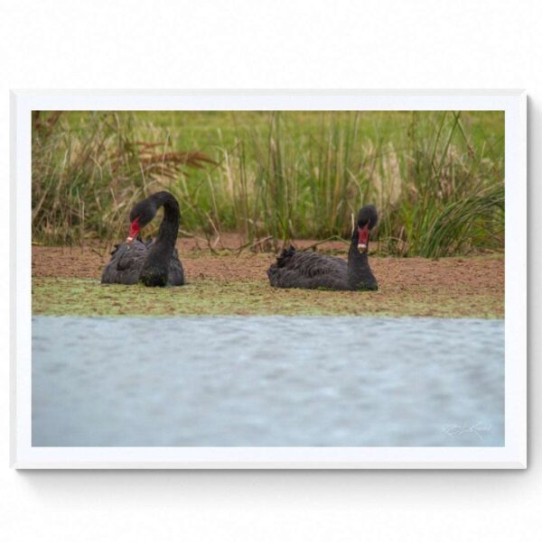 Black Swans- Lake Lorne - Framed Matte Print