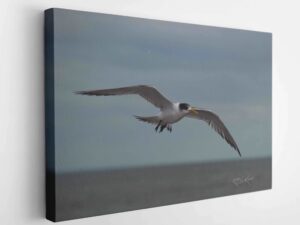 Greater Crested Tern -  Point Lonsdale Vic Mirror Of My Mind Photography