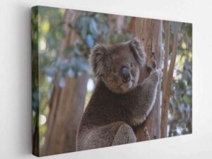 Koala-Canvas Wrap
