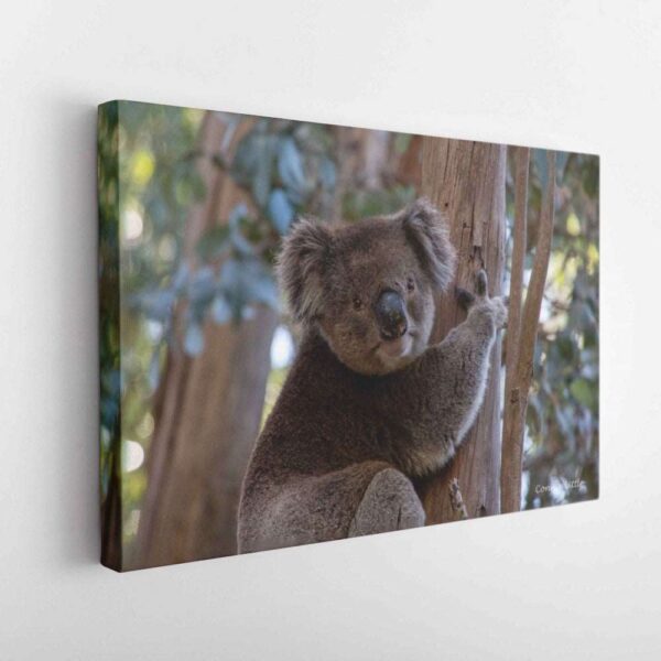 Koala-Canvas Wrap