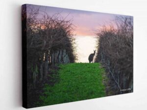 Sunset in the vines-Canvas Wrap