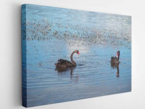 Black Swans - Canvas Wrap