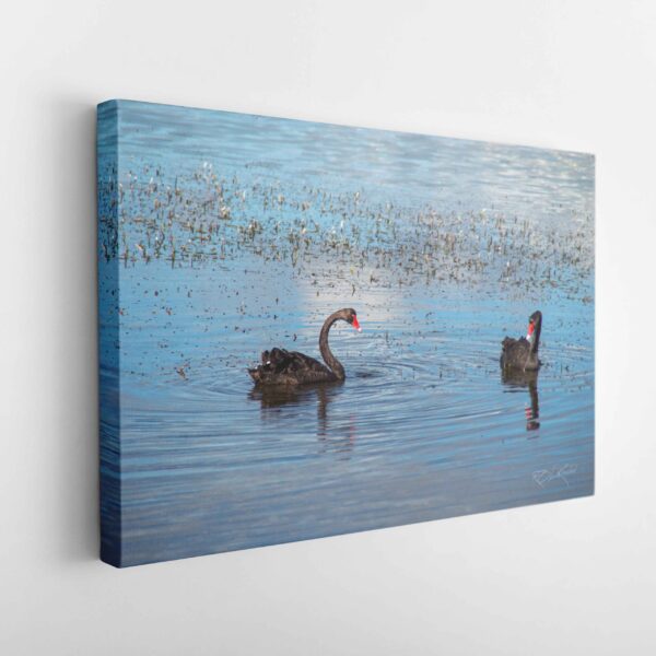 Black Swans - Canvas Wrap