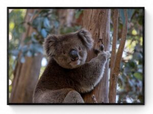 Koala-Framed Print