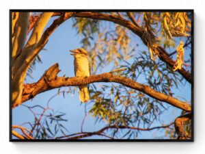 Kookaburra Sits-Framed Print