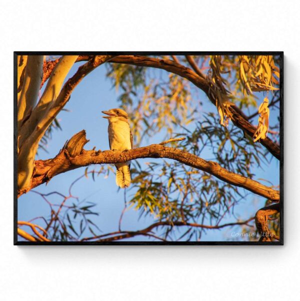 Kookaburra Sits-Framed Print