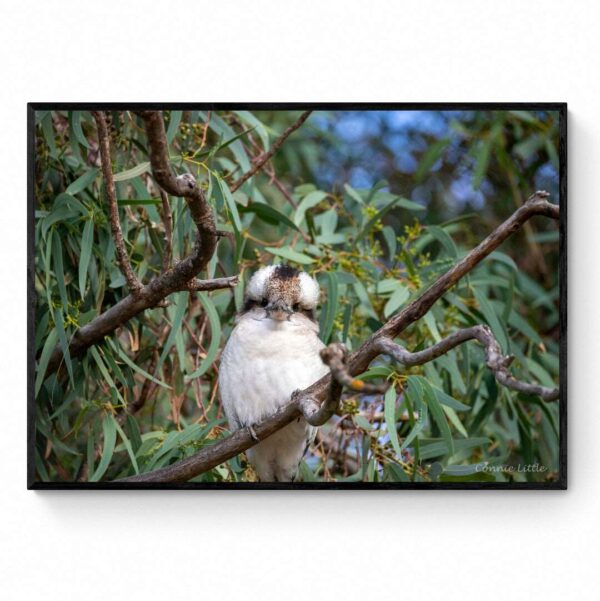 Kookaburra-Framed Print