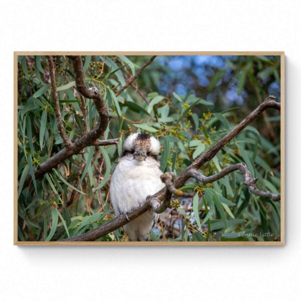 Kookaburra-Framed Print