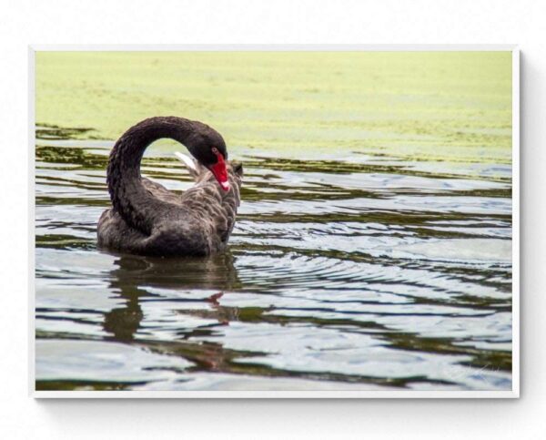Black Swan Framed Print