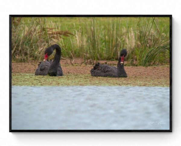 Black Swans Lake Lorne-Framed Print