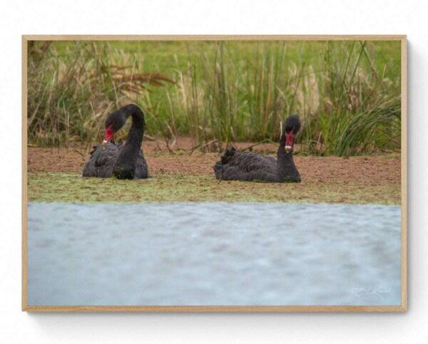 Black Swans Lake Lorne-Framed Print