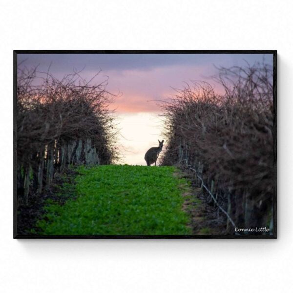 Sunset in the vines-Framed Print