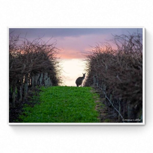 Sunset in the vines-Framed Print