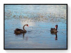 Black Swans Framed Print