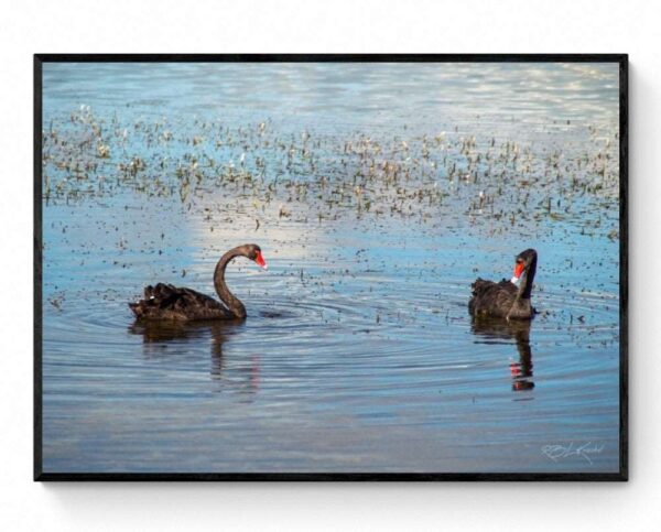 Black Swans Framed Print