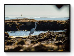 Great Egret-Framed Print