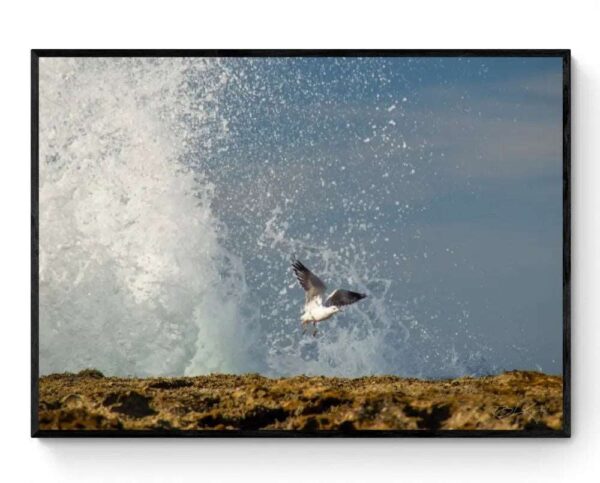 Sea Spray Seagull - Framed Print Mirror Of My Mind Photography