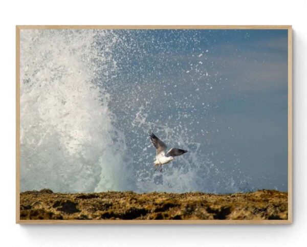 Sea Spray Seagull - Framed Print Mirror Of My Mind Photography