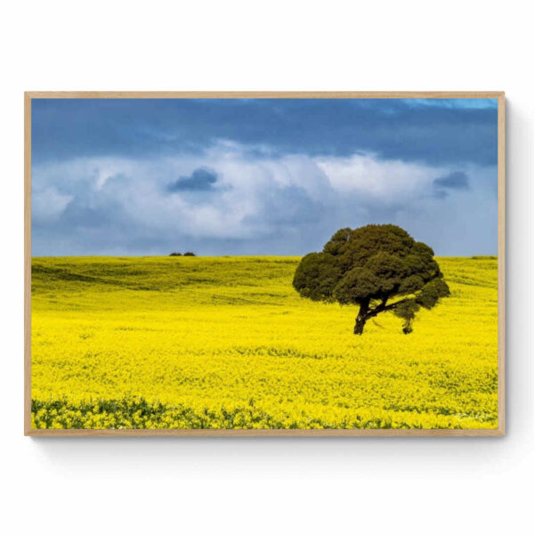 Canola Fields-Framed Print Mirror Of My Mind Photography