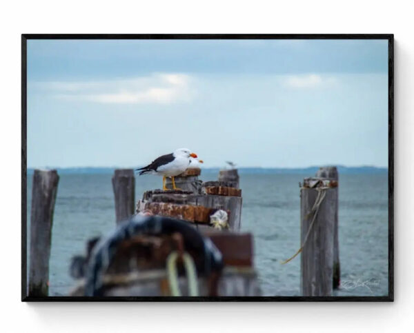 Pacific Gull -Framed Print Mirror Of My Mind Photography