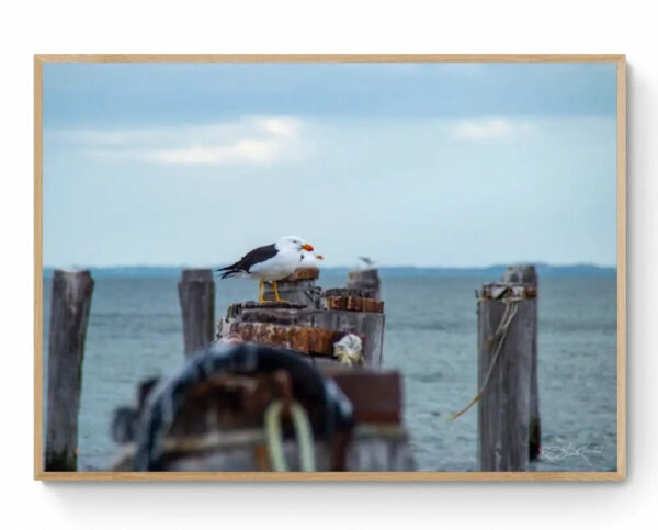 Pacific Gull -Framed Print Mirror Of My Mind Photography