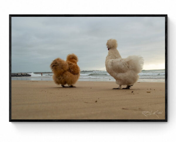 Chicks on the beach (1)-Framed Print