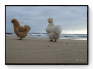 Chicks on the beach (2)-Framed Print