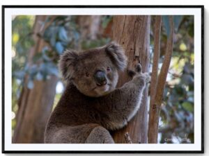 Koala-Matte Framed Print