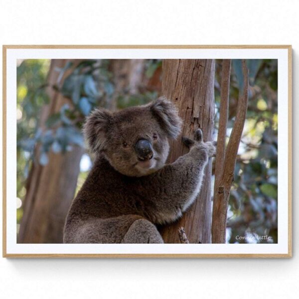 Koala-Matte Framed Print