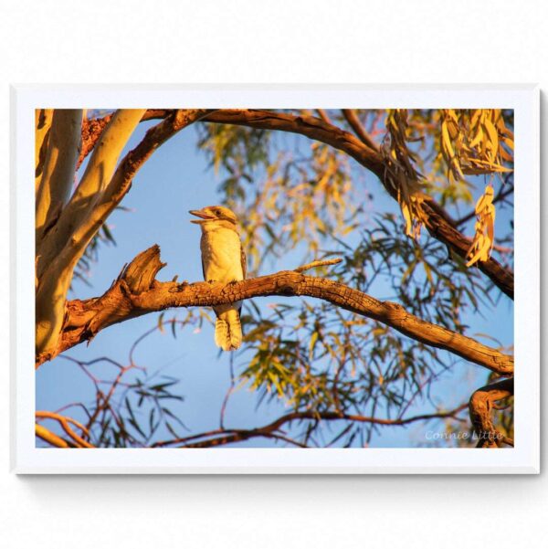 Kookaburra Sits-Matte Framed Print-