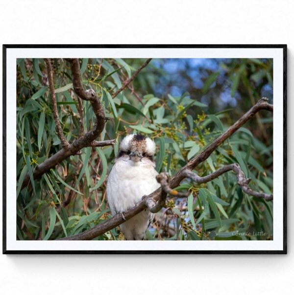 Kookaburra-Matte Framed Print-