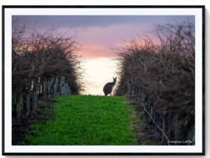 Sunset in the vines-Matte Framed Print