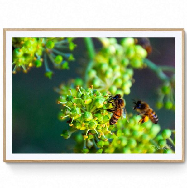 Working Bee-Matte Framed Print