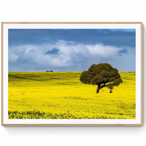Canola Fields-Matte Framed Print Mirror Of My Mind Photography
