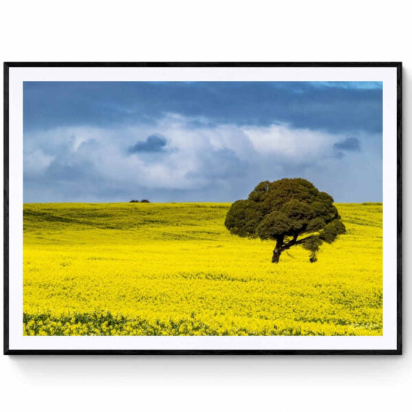 Canola Fields-Matte Framed Print Mirror Of My Mind Photography