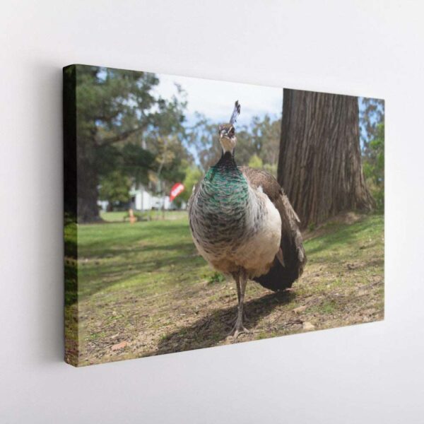Peacock-Canvas Wrap