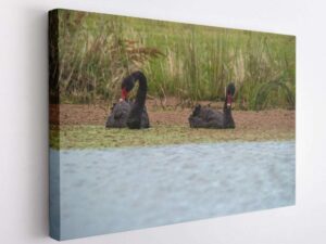 Black Swans Lake Lorne -Canvas Wrap